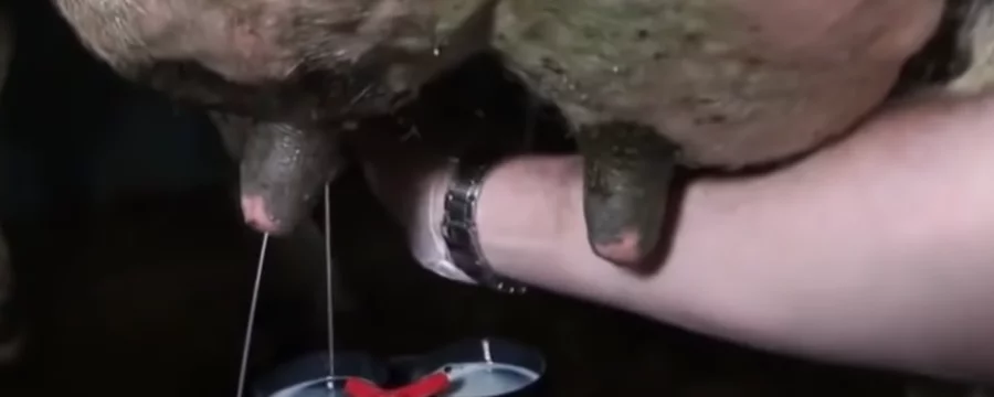 Dairy cow